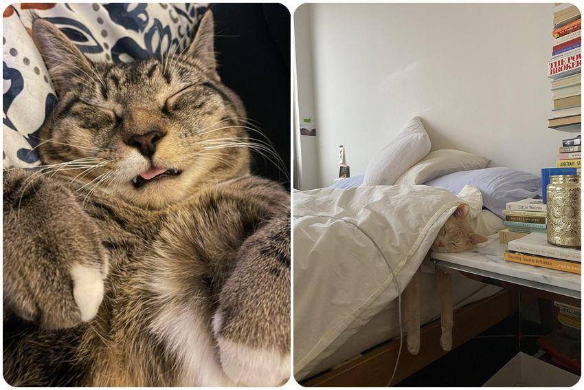 kolase potret gemas kucing tidur (reddit.com/user/number1fancyboy | reddit.com/user/AndyFeelfine)