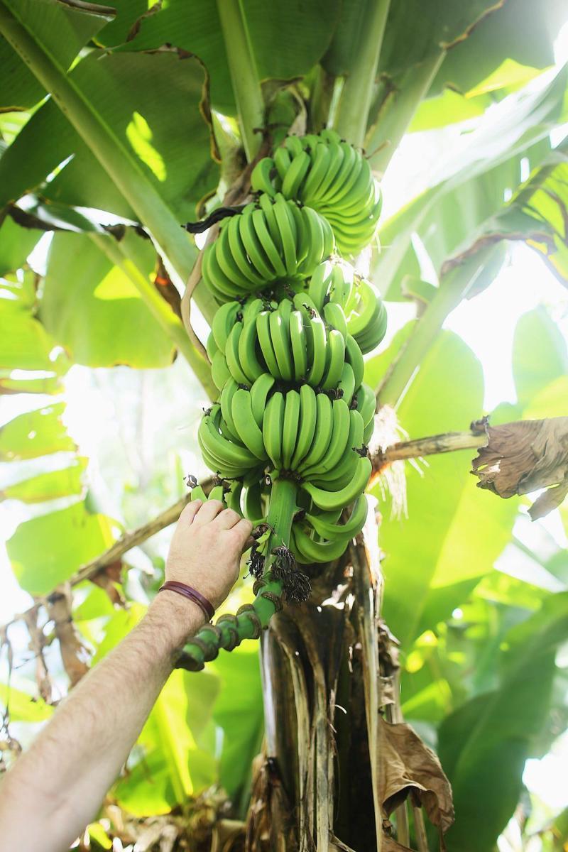 ilustrasi panen buah pisang di pekarangan (unsplash.com/Fallon Michael)