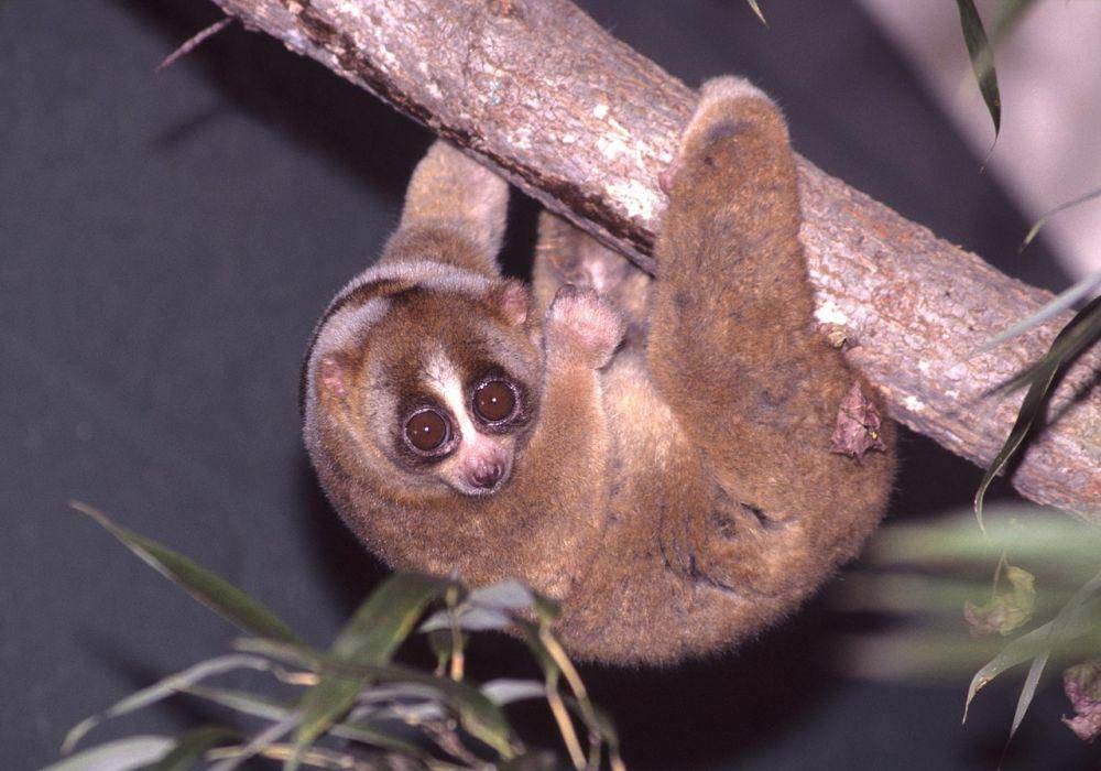kukang sumatera (commons.wikimedia.org/David Haring / Duke Lemur Center)