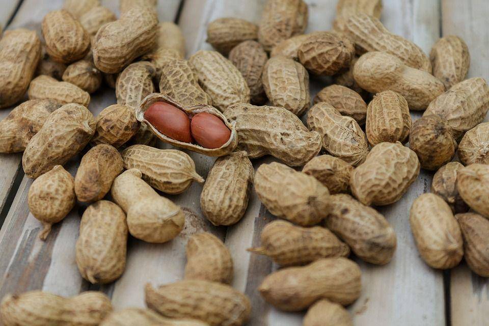 ilustrasi kacang (pixabay.com/Pexels)