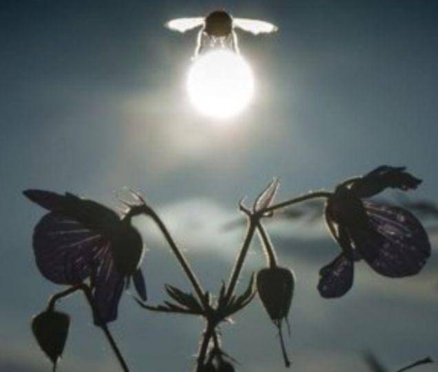 Foto dengan sudut pandang yang tepat (brightside.com)