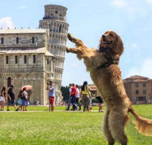 foto dengan sudut pandang yang tepat (boredpanda.com)