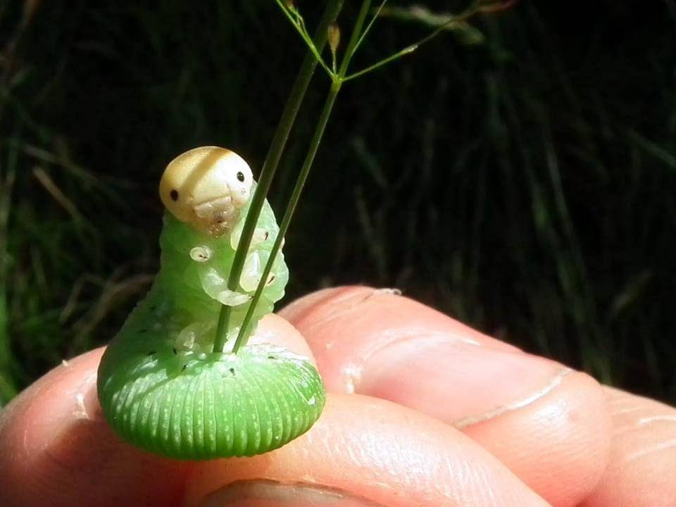 potret gemas bayi hewan (reddit.com/user/throatfrog)