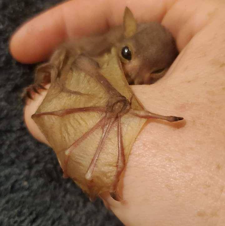 potret gemas bayi hewan (reddit.com/user/AWU_Hades)