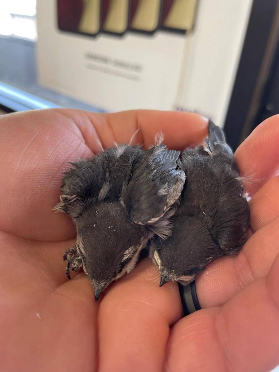 potret gemas bayi hewan (reddit.com/user/blachat)