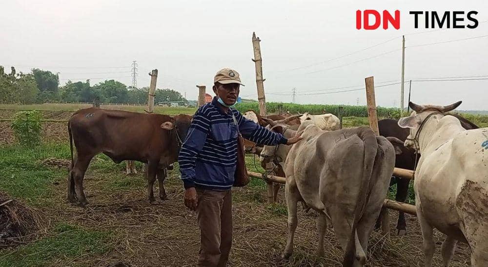 Penjual sapi di Kabupaten Rembang. (IDN Times/Febrian Chandra)