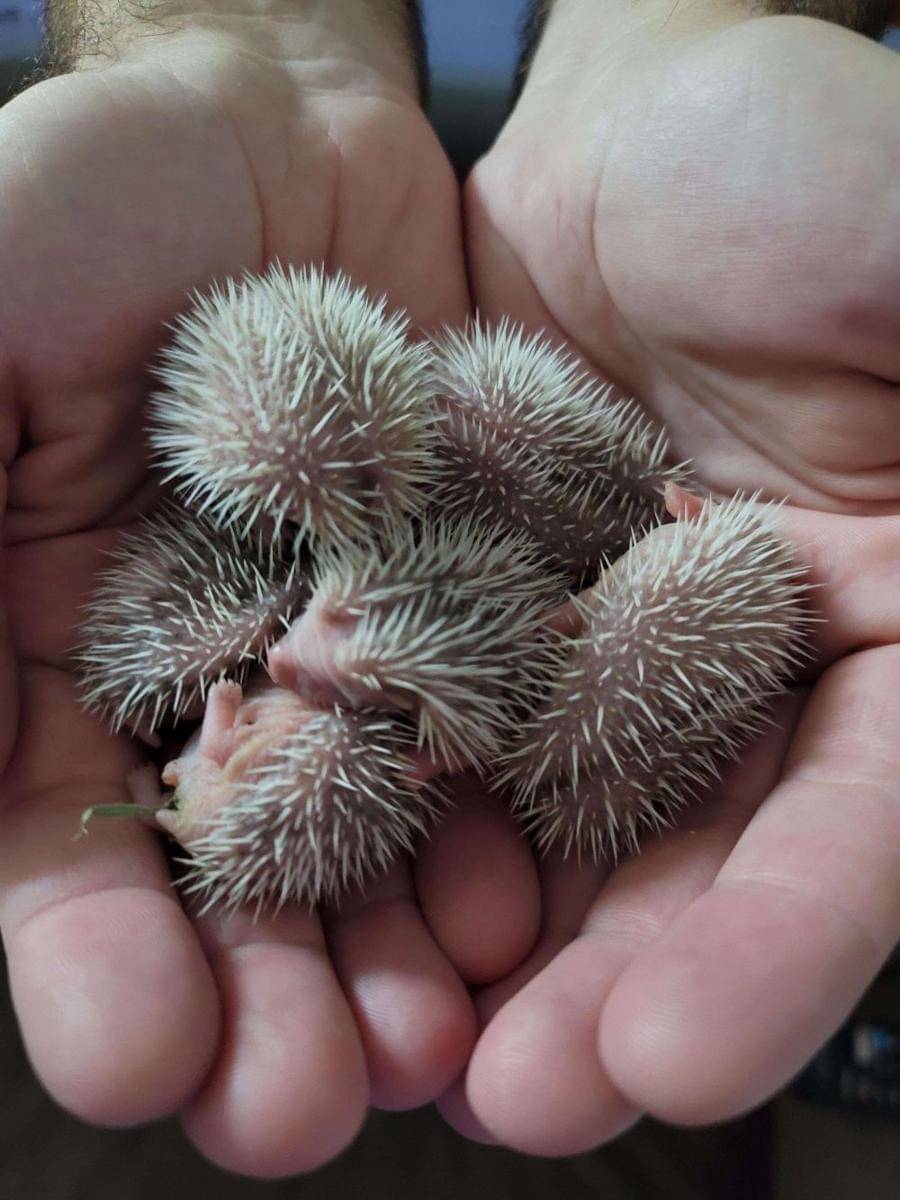 potret gemas bayi hewan (reddit.com/user/Zuntic)