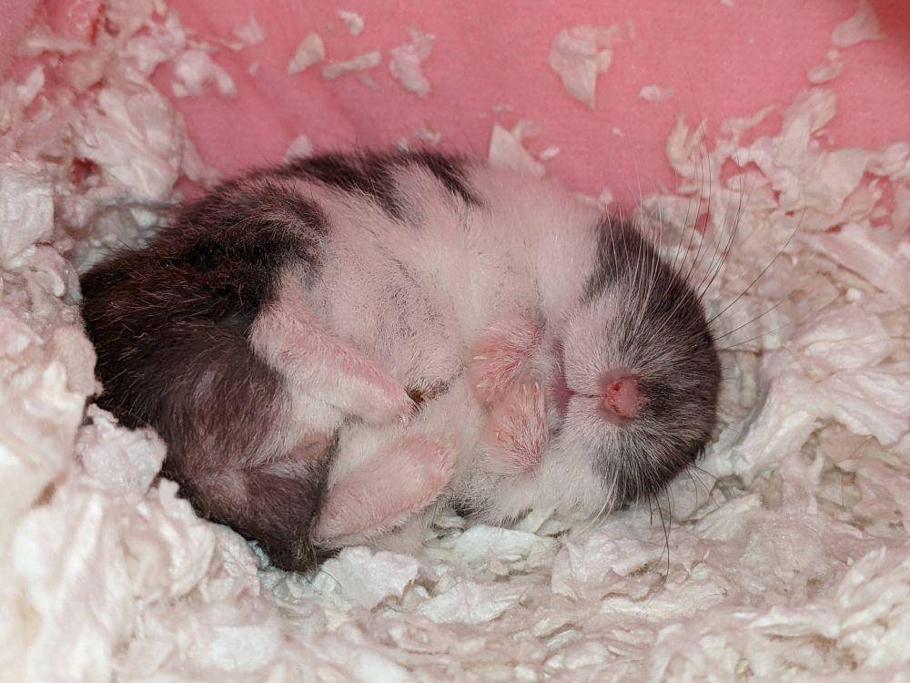 potret gemas bayi hewan (reddit.com/user/SeriousRachel)