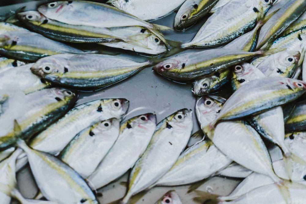 ilustrasi ikan cod (unsplash.com/@blcksdz)
