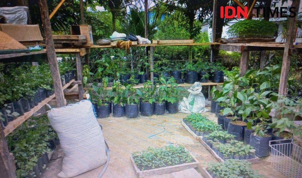 Bibit tumbuhan jangka pendek yang telah disemai dan kemudian dibagikan kepada masyarakat Ricky Lodar/ IDN Times