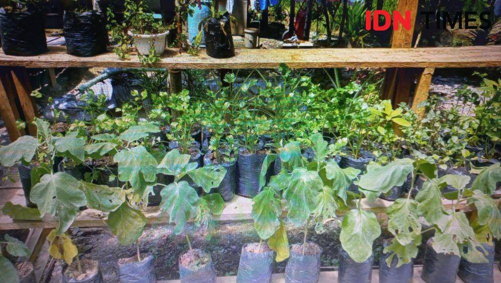 Bibit tumbuhan jangka pendek yang sudah disemai Ricky Lodar/ IDN Times