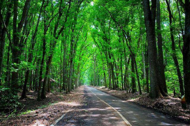 gambar hutan Alas Purwo (instagram.com/krista_vidi)