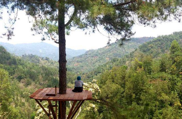 gambar hutan pinus Gemaharjo (instagram.com/nanasgrafi)