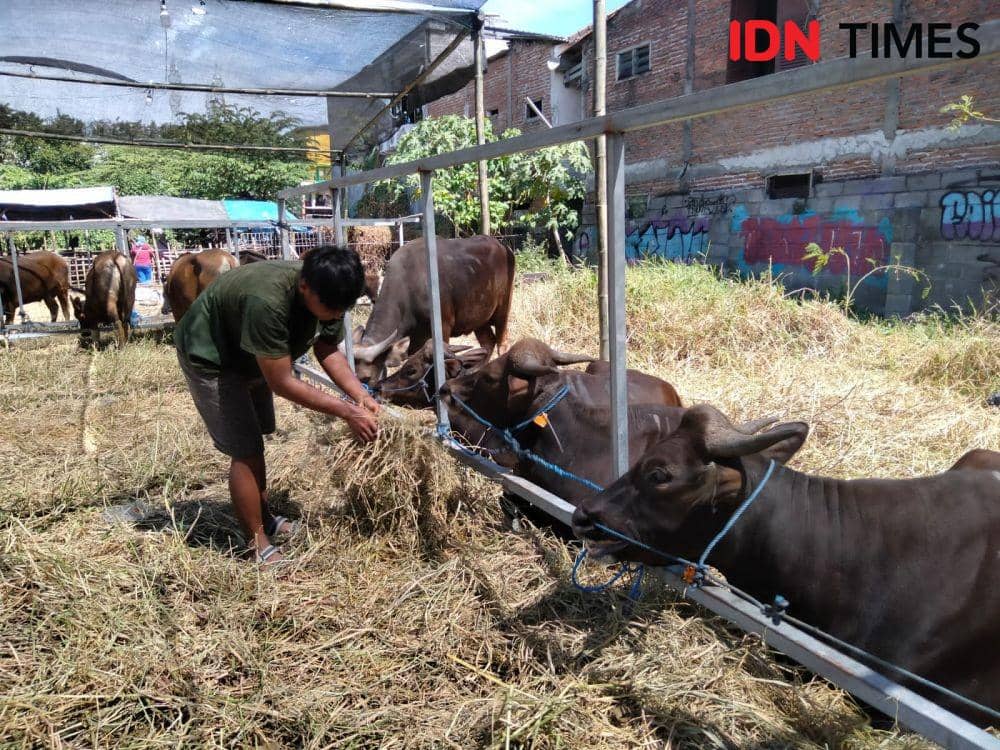 Pelapak Hewan Kurban di Surabaya Waspadai Pengunjung Bawa Virus