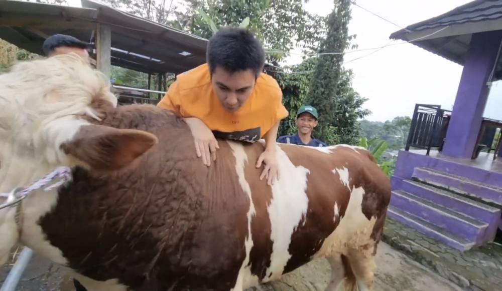 momen Baim Wong beli sapi kurban sampai ke Bandung (youtube.com/BaimPaula)