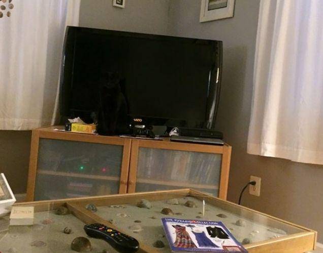 kucing kamuflase (instagram.com/humorsantuy)