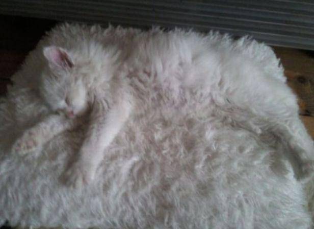 kucing kamuflase (instagram.com/wkwklandreal)