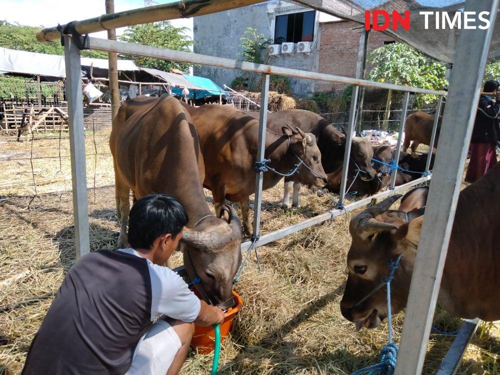 Pelapak hewan kurban di Surabaya. (IDN Times/Khusnul Hasana)