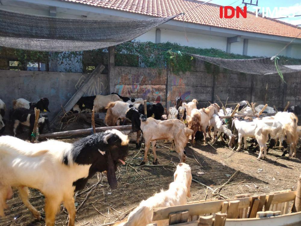Pelapak hewan kurban di Surabaya. (IDN Times/Khusnul Hasana)