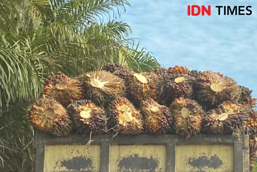 Harga TBS Kelapa Sawit di Kaltim Kembali Merosot pada Bulan Juni Ini
