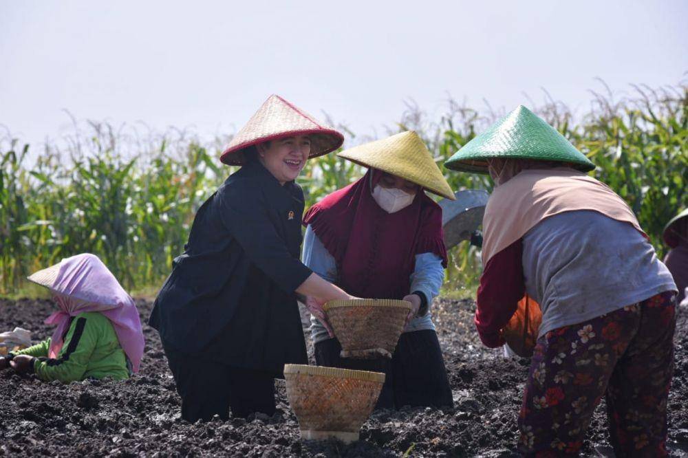 Ketua DPR RI Puan Maharani ikut tanam bawang di Brebes, Selasa (5/7/2022). (dok. Tim Media Puan Maharani)