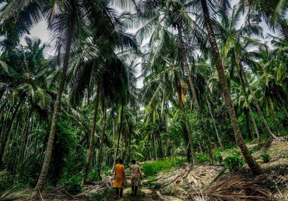 Ilustrasi perkebunan sawit (unsplash.com/madhushreebn)