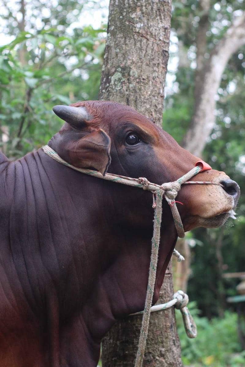 Foto sapi (Pixels.com/Top 5 Way)
