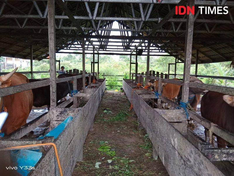 Hewan qurban lokal PPU (IDN Times/Ervan)