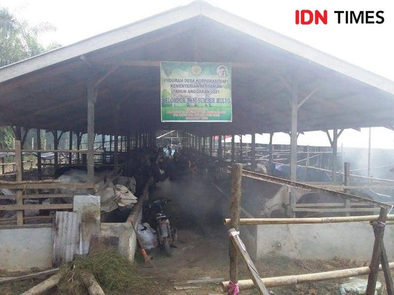 Ilustrasi hewan qurban (IDN Times/Ervan)