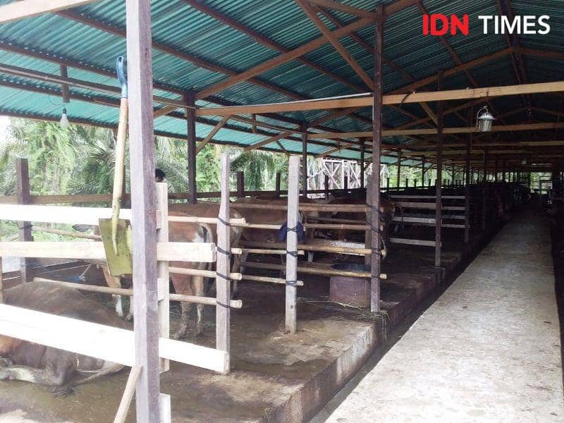 Ilustrasi hewan qurban PPU (IDN Times/Ervan)