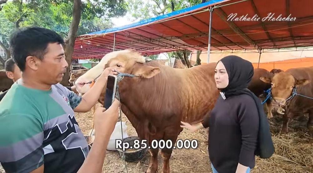 Momen Nathalie Holscher cari sapi kurban. (youtube.com/NATHALIE HOLSCHER)