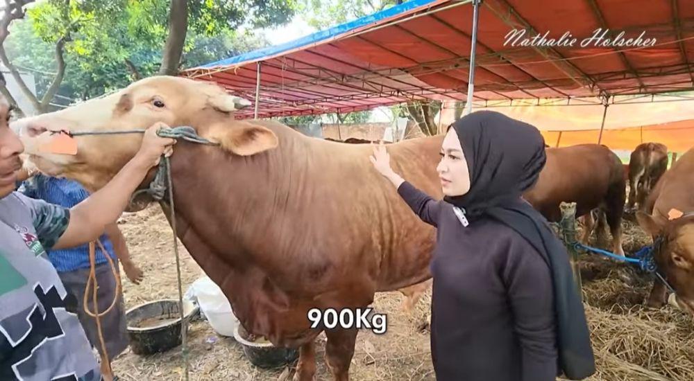 Pertama Kali Kurban, 10 Momen Nathalie Holscher Cari Sapi Montok