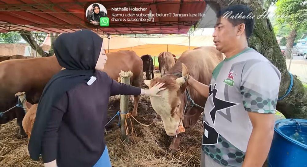 Momen Nathalie Holscher cari sapi kurban. (youtube.com/NATHALIE HOLSCHER)