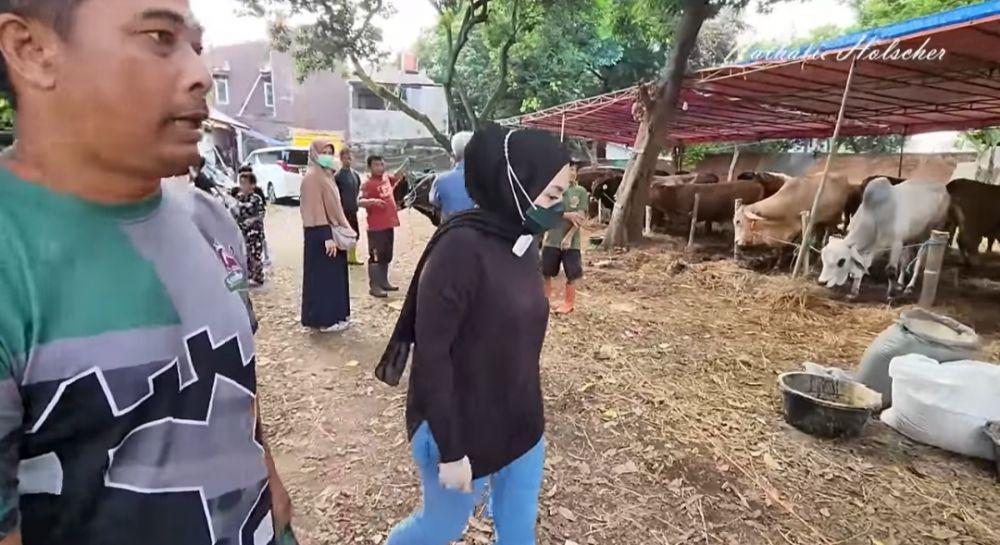 Momen Nathalie Holscher cari sapi kurban. (youtube.com/NATHALIE HOLSCHER)