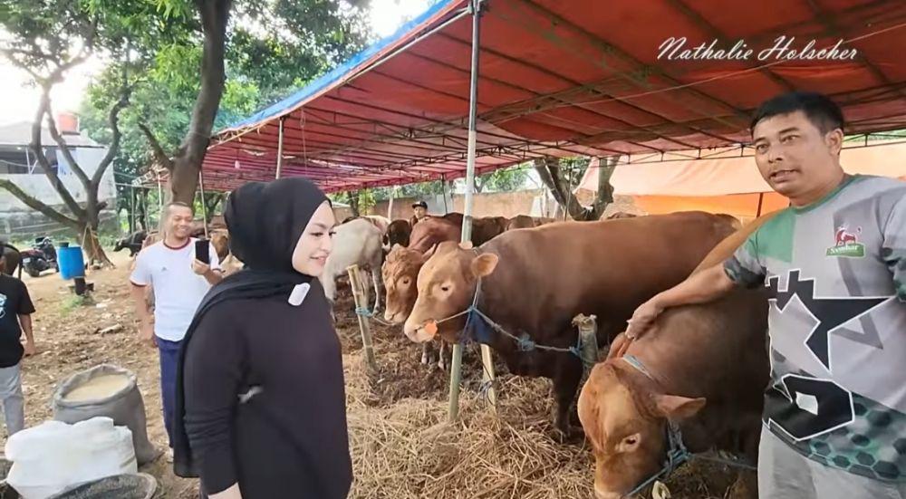 Momen Nathalie Holscher cari sapi kurban. (youtube.com/NATHALIE HOLSCHER)