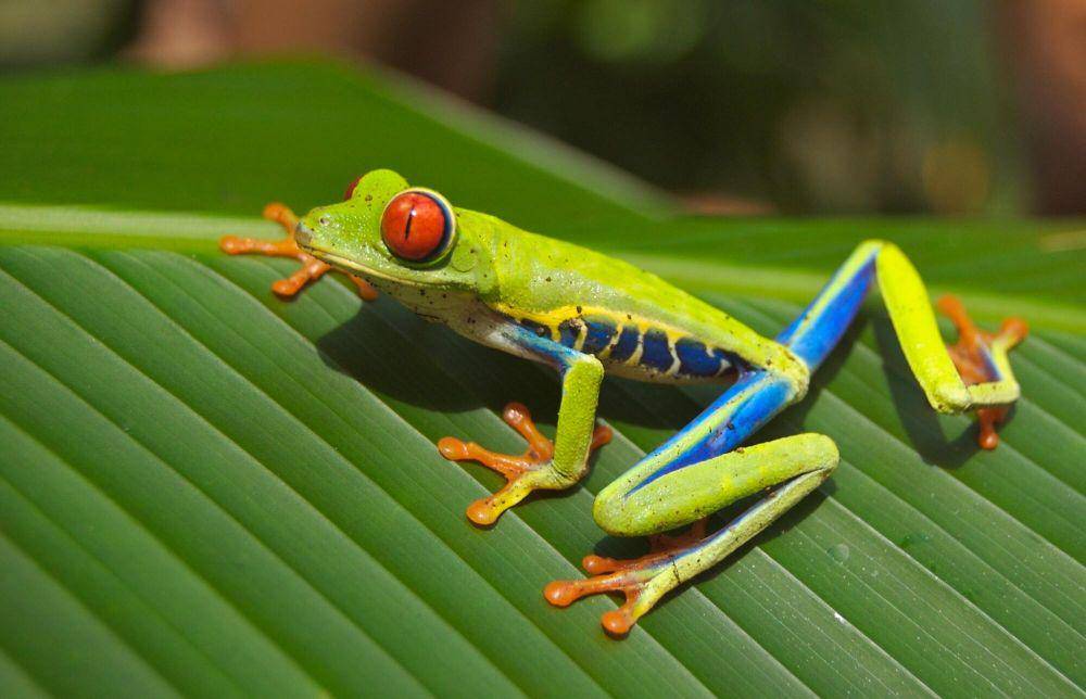 ilustrasi katak sebagai logo rainforest alliance (pexels.com/pixabay)