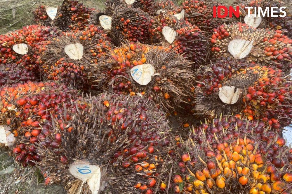 Harga TBS di Sumsel Mulai Naik, Kini Rp1.860 Per Kilogram