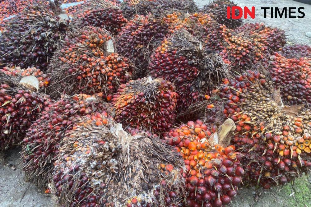 Petani Sawit Mogok Panen, DPR Desak Pemerintah Stabilkan Harga TBS