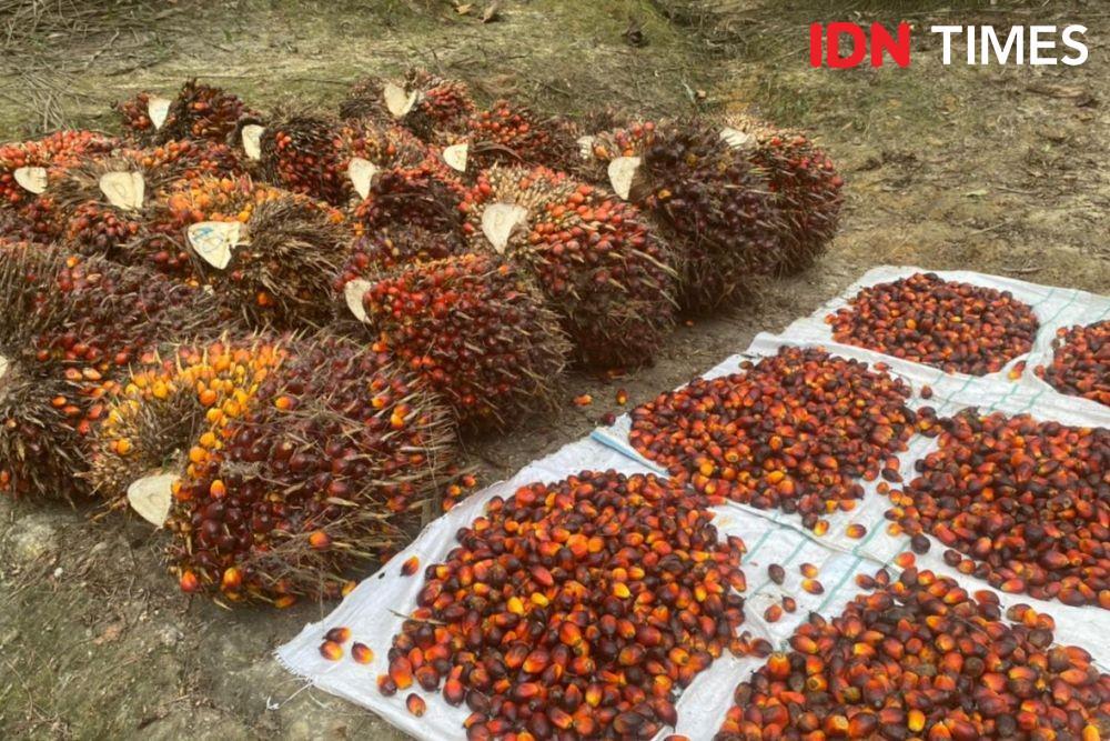 Harga TBS Kelapa Sawit di Kaltim Turun Jadi Rp1.831,16 per Kg