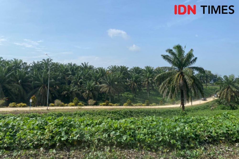 Kebun kelapa sawit di komplek Riau Andalan Pulp and Paper (RAPP), Pangkalan Kerinci, Riau. (IDN Times/Vadhia Lidyana)