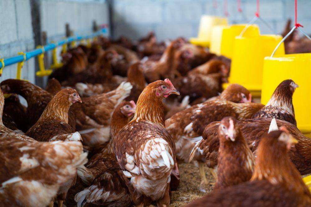 Cara Menyembelih Ayam Menurut Islam Lengkap dengan Doa dan Tata Cara