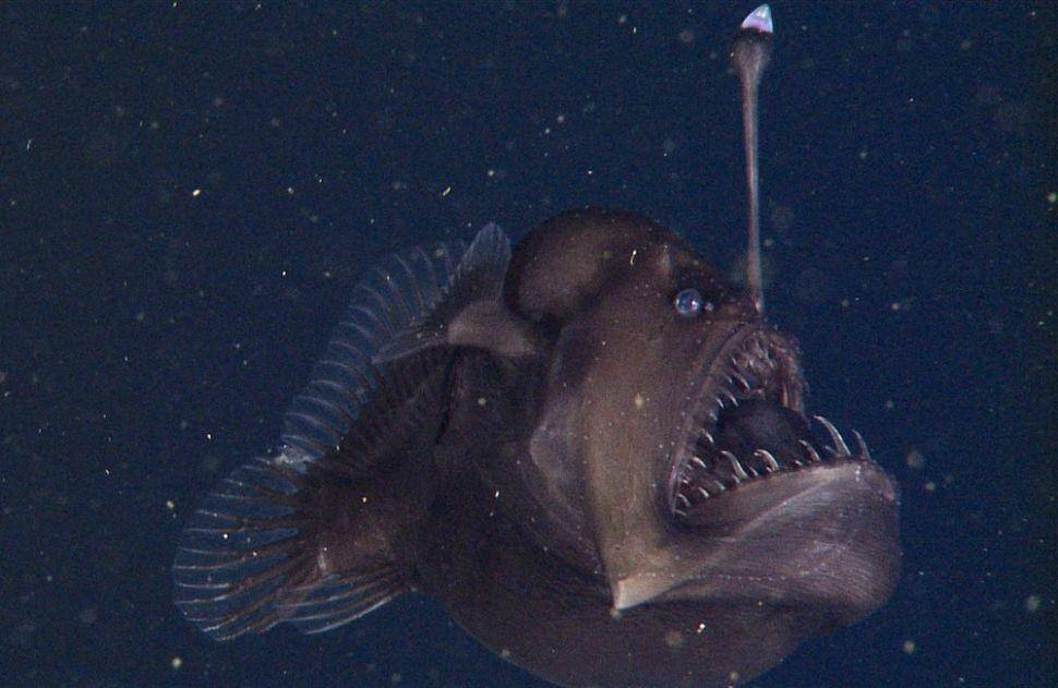 Anglerfish yang diamati di Monterey Bay, California. (dok. Monterey Bay Aquarium Research Institute)