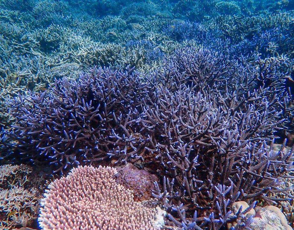 Pulau Dangar Ode (instagram.com/rasiardhy_chandra)