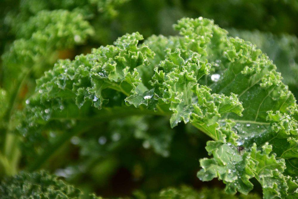 ilustrasi tanaman kale (pixabay.com/ulleo)