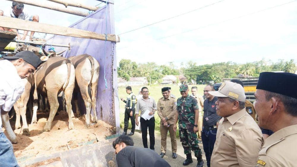 Pemkab Bone Suplai Sapi ke Kaltim Jelang Idul Adha