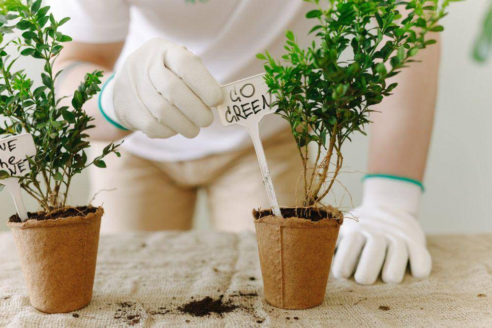 ilustrasi go green (pexels.com/Thirdman)