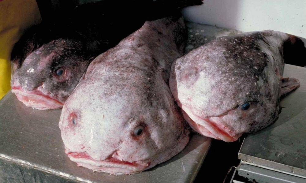 Seekor blobfish yang berhasil dibawa ke permukaan untuk diteliti. (commons.wikimedia.org/U.S. National Oceanic and Atmospheric Administration)