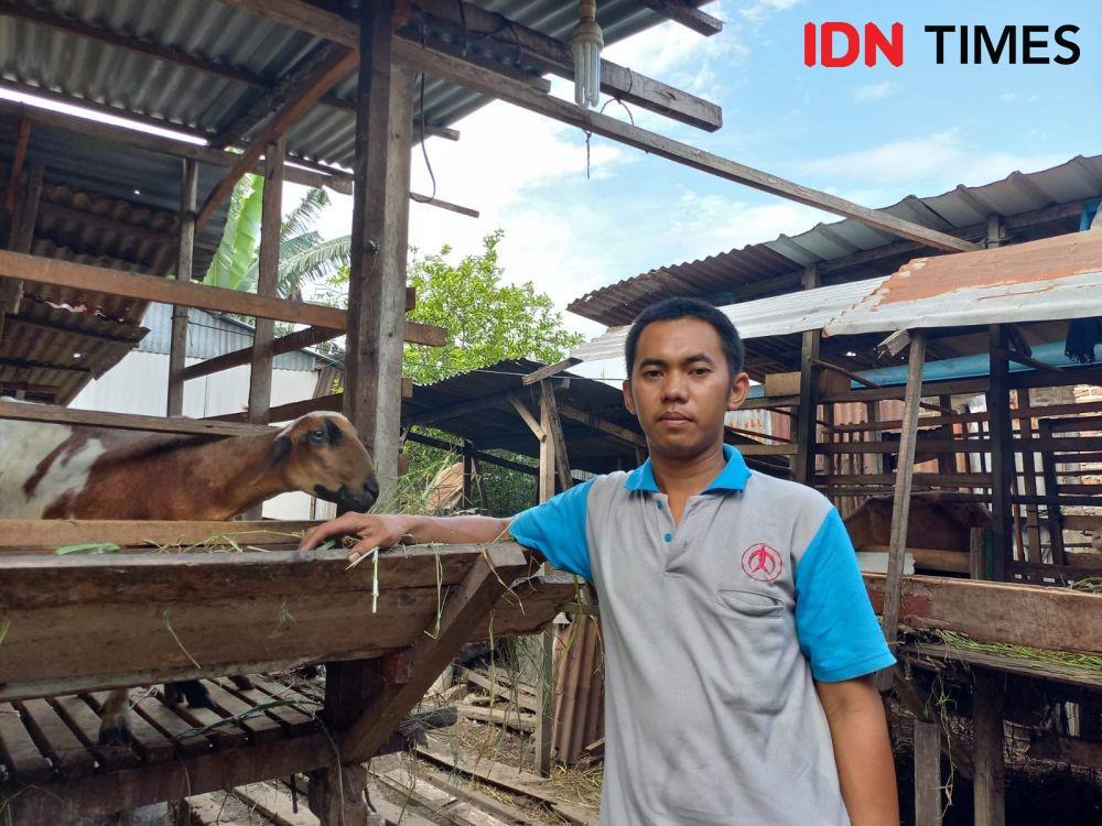 PMK Merebak Jelang Idul Adha, Penjual Kambing di Medan Mengeluh Sepi