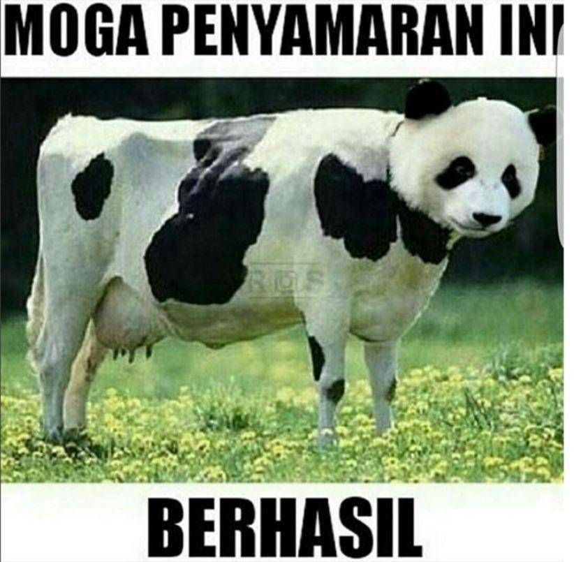 meme hewan kurban nyamar (me.me)