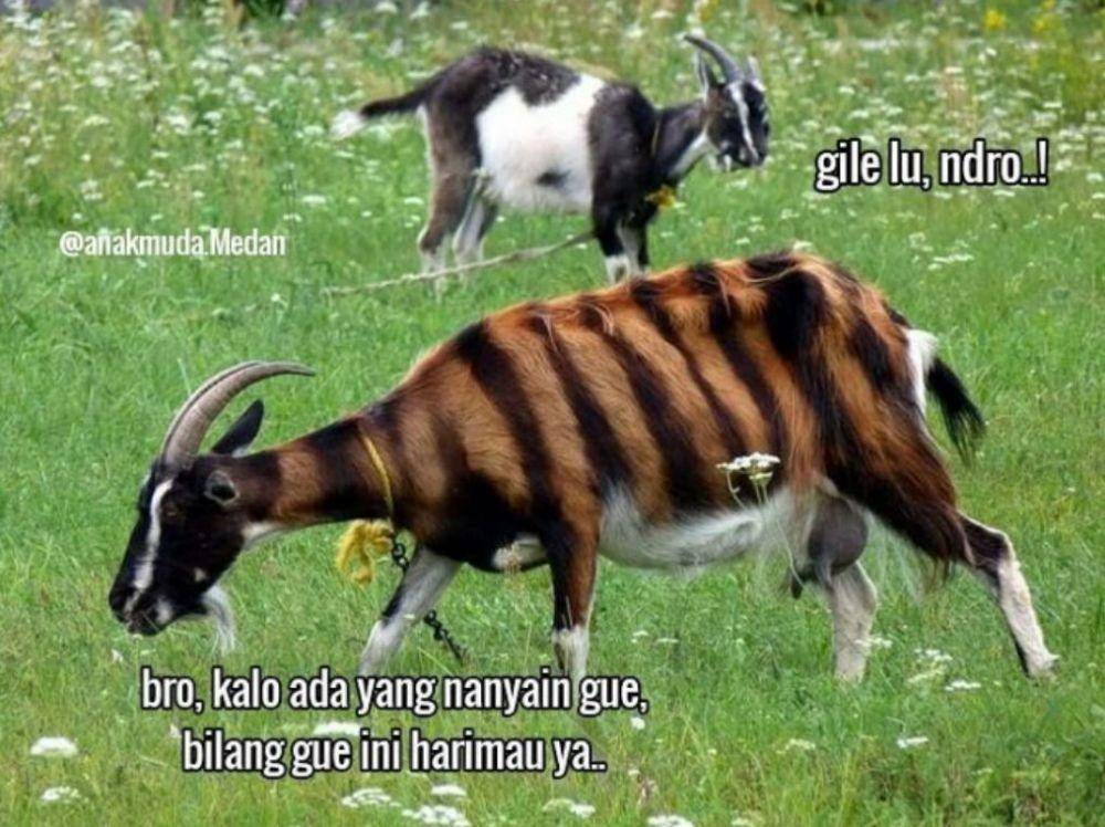 meme hewan kurban nyamar (instagram.com/anakmuda.medan)